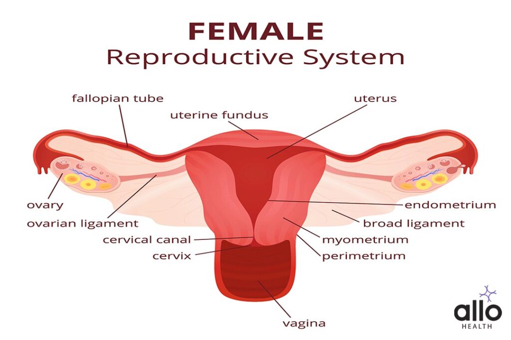 Organs Of The Female Reproductive System