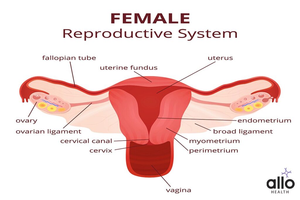 Female Reproductive System 1 Organs Of The Female Reproductive System