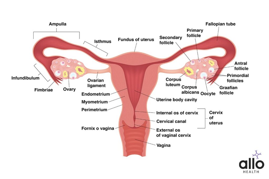 Female Reproductive Organs 1 Female Reproductive Organs