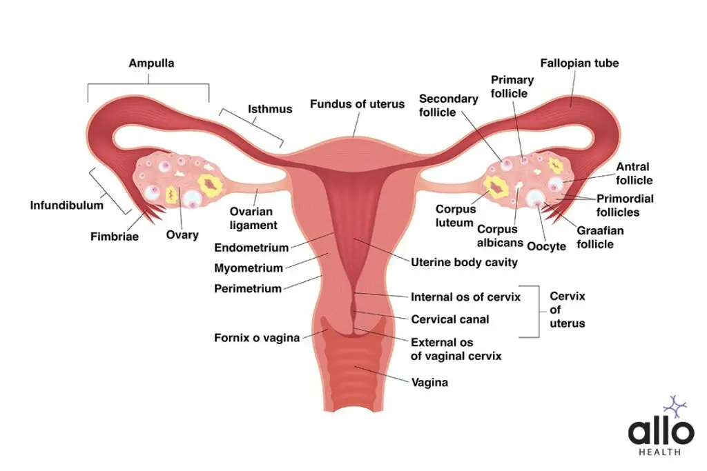 Kanusha YK] - Complete Guide To Female Reproductive Organs: Anatomy And  Function - Allo Health | Allo Health