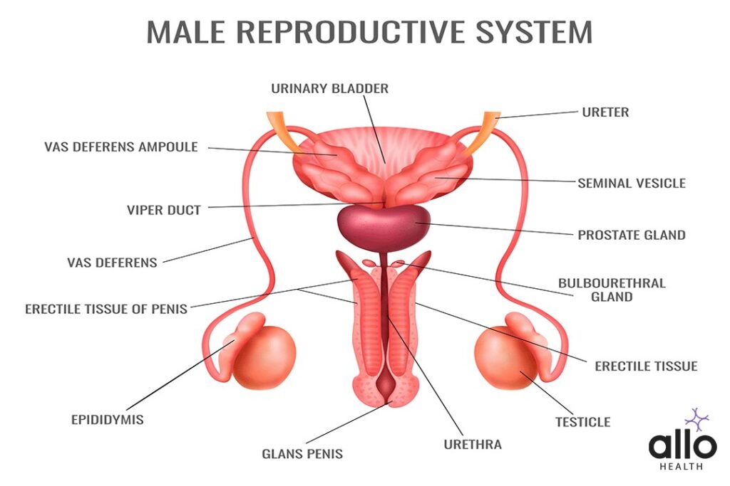Organs Of The Male Reproductive System