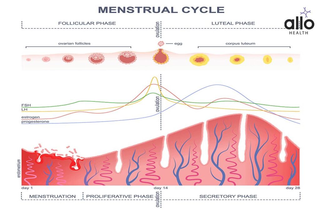 Female Reproductive System 2 Menstrual Cycle