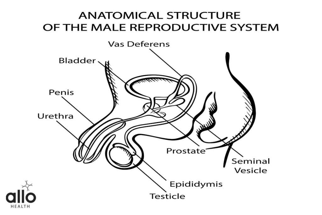 Male Reproductive System 2 line diagram about Functions Of The Male Reproductive System