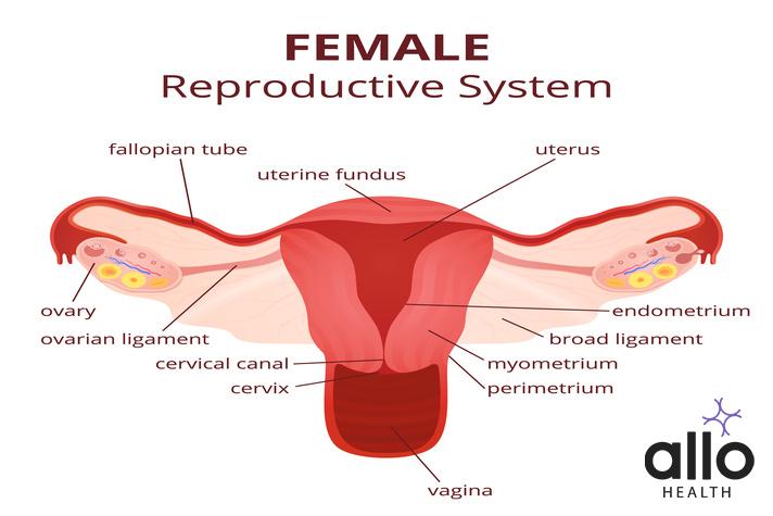 Female Reproductive System
female reproductive system, the uterus and ovaries scheme, the phase of the menstrual cycle