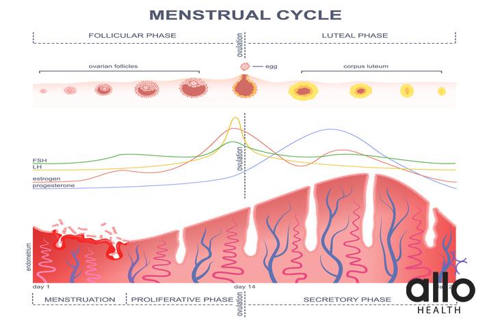 What Is The Female Reproductive System?
ovarian cycle phase, level of hormones female period, changes in the endometrium, uterine cycle
