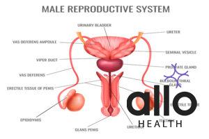 male reproductive system

 