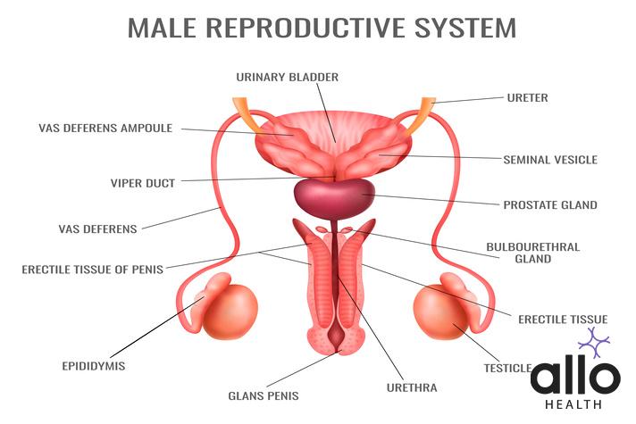 male reproductive system , how to increase size of male reproductive organ  