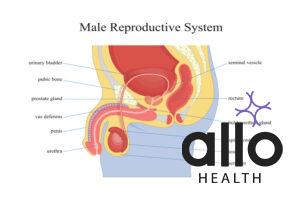 Male reproductive system