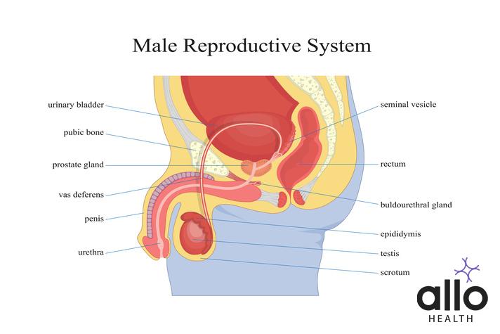 Male reproductive system, how to increase size of male reproductive organ