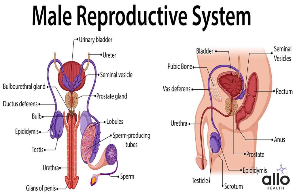 Male Reproductive Organs 1 Male Reproductive Organs