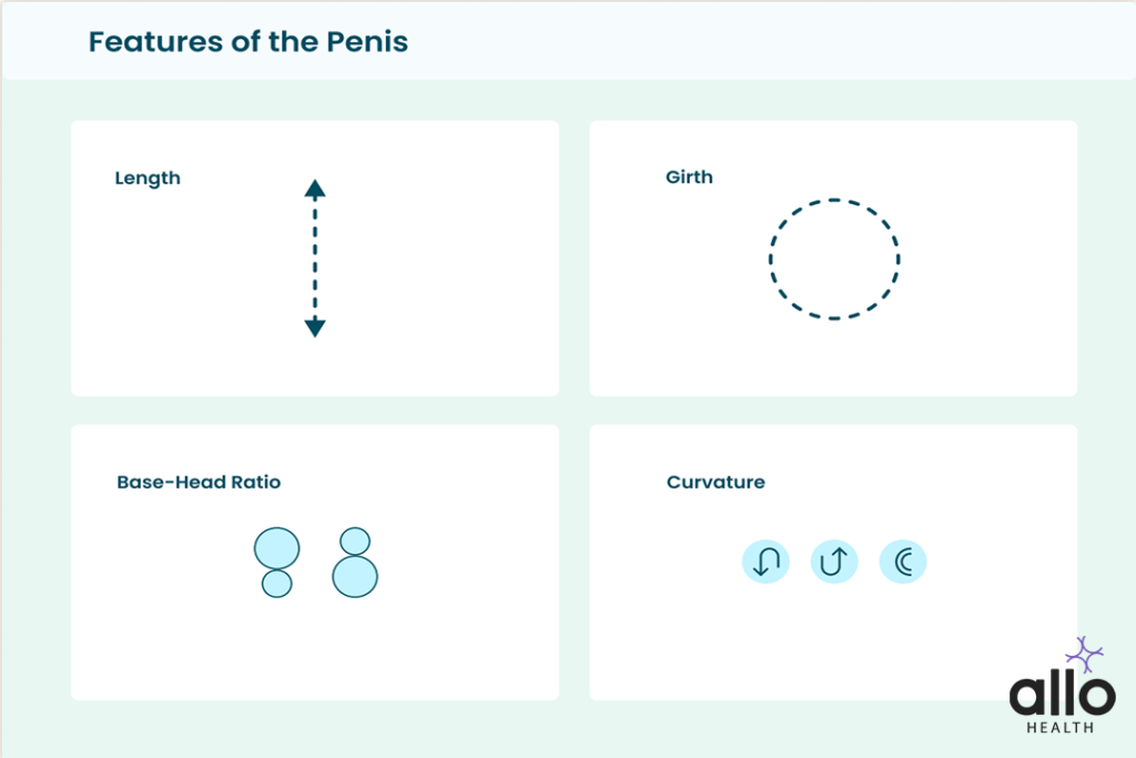 How To Measure Your Penis? 1 Penis Size Base-to-head ratio