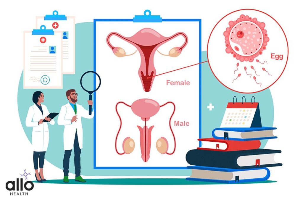 What Is A Foreskin? 2 doctors explaining the Medical Conditions Affecting The Foreskin