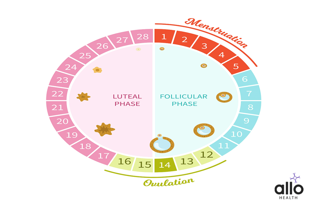 Female menstrual cycle. Maturation scheme of the egg