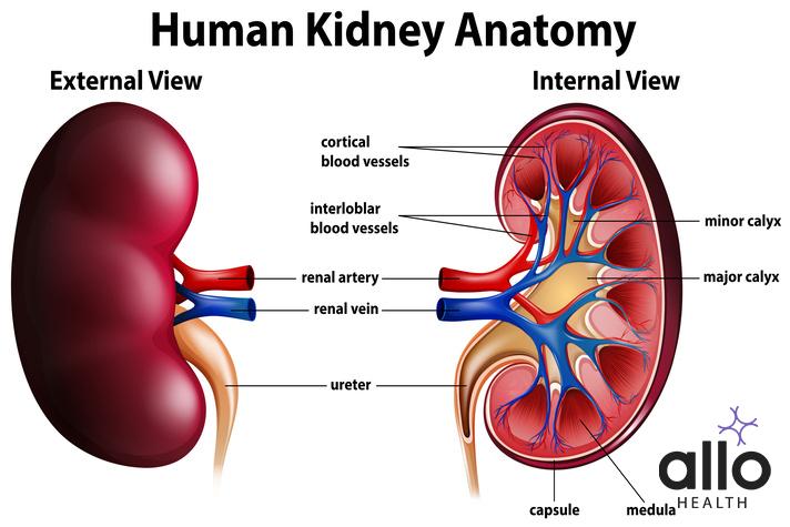 masturbation effects on kidney
Diagram showing human kidney anatomy illustration
