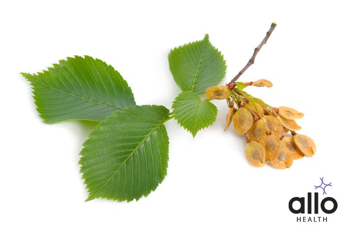 slippery elm benefits for woman sexually