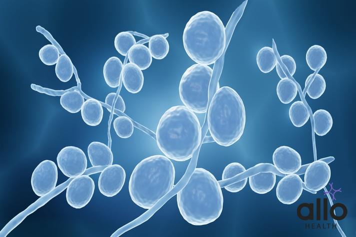 Can You Masturbate With A Yeast Infection?. ling par safed daag Yogurt For Vaginal Yeast Infections: Is It Safe? What is Candidiasis (Yeast Infection)?