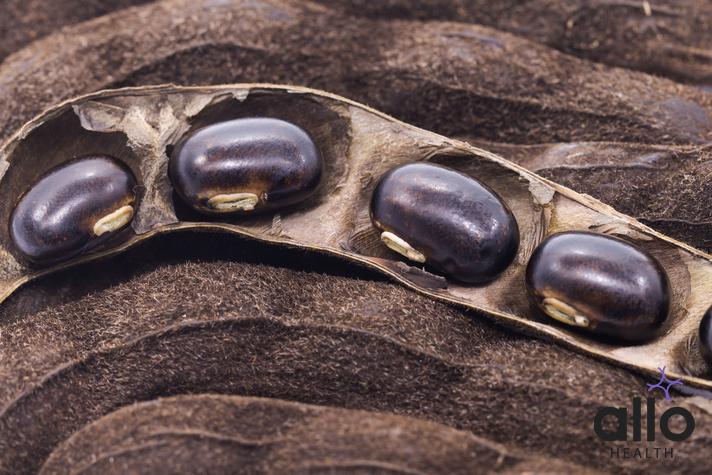 Can The Aphrodisiac Velvet Bean Improve Male Sexual Function?