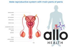 Featured Image | How to Increase the Size of a Male Reproductive Organ?