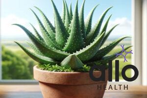 Featured Image | How Do You Use Aloe Vera for Erectile Dysfunction?